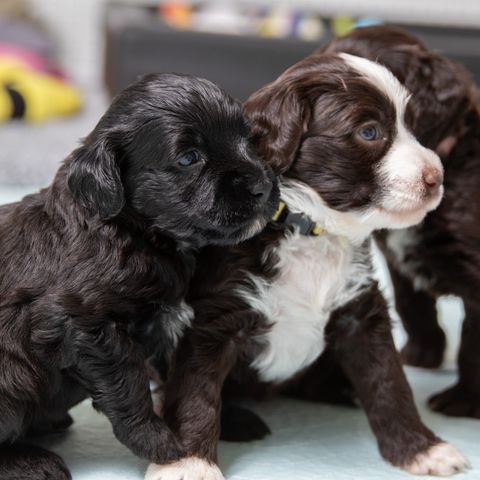 Portugisisk vannhund valper