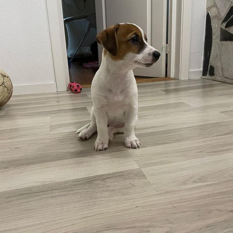 Flott leveringsklar Jack Russel Terrier valp til slags