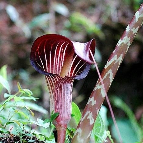 Arisaema Speciosum