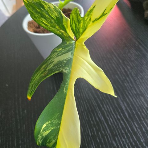 Philodendron Florida Beauty