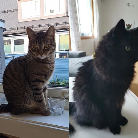 2 voksne katter omplasseres