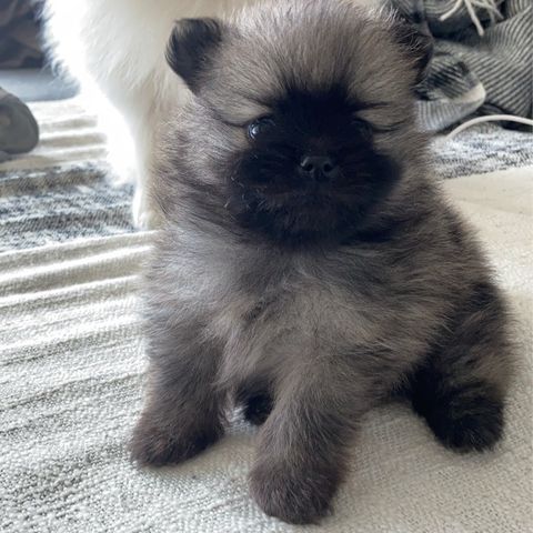 Pomeranian valper