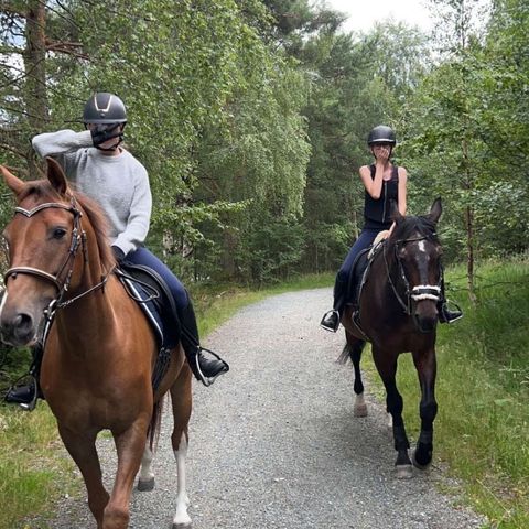 Søker læremester/førstegangs hest