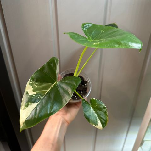 Alocasia Macrorrhiza Albo variegata