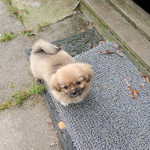 Tibetansk spaniel tispe