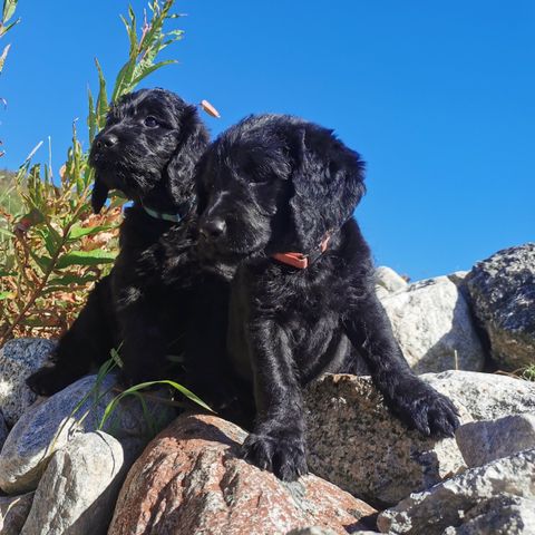 Golden labradoodle valper - GODE REFERANSER