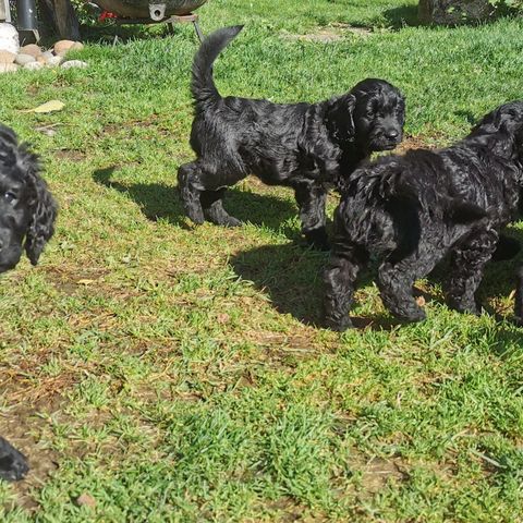 Golden labradoodle valper - GODE REFERANSER