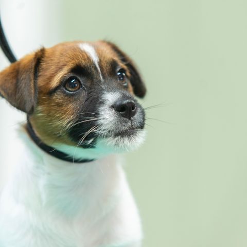 Jack Russell valper