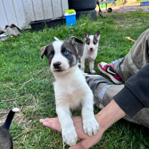 Husky valper fra gode langdistanselinjer