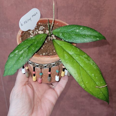 Hoya planter