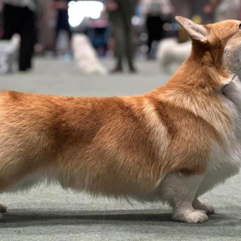 Tricolor Welch Corgi Pembroke tispe til salgs