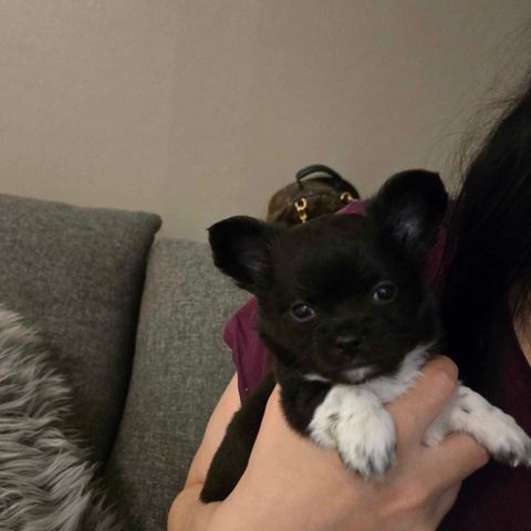 Chihuahua valp