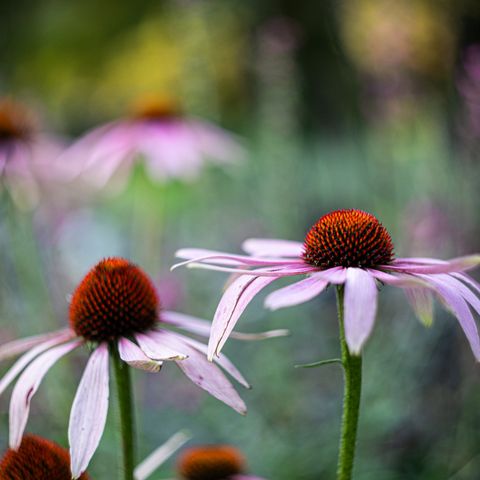 ! Objektiv Helios 44M  58mm f2 M42 8blender  Perfect