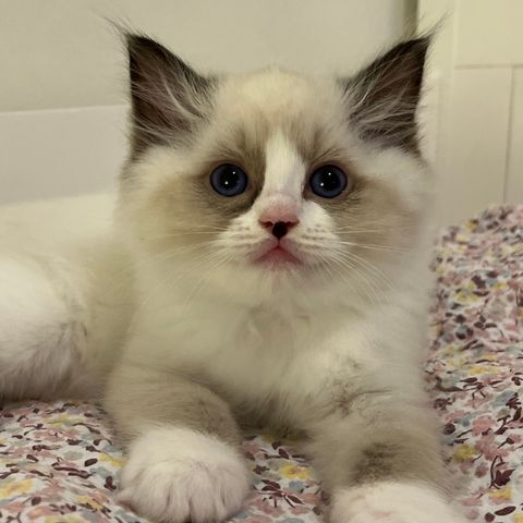 Ragdoll kattunge m/stamtavle