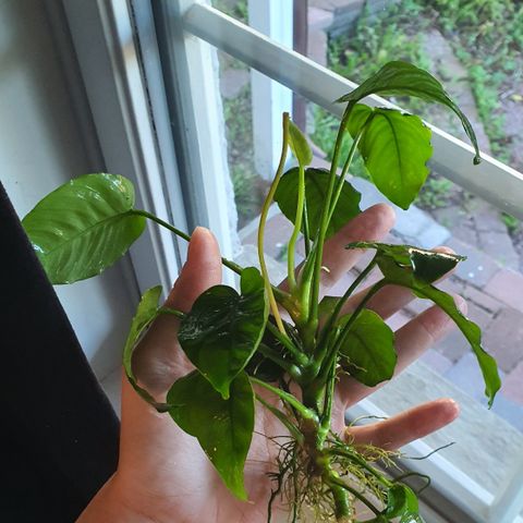 Anubias