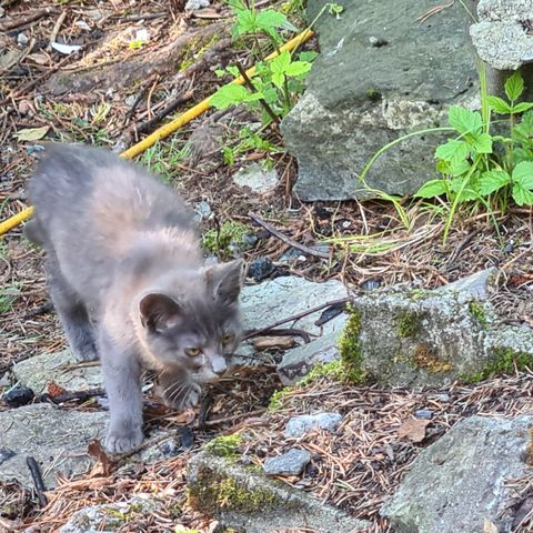 Kattunge tilsalgs i Åsane utenfor Bergen