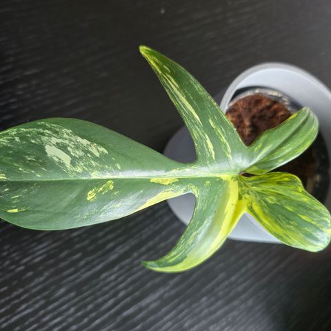 Philodendron Florida Beauty plante