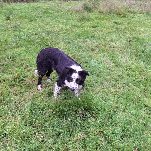 Border collie