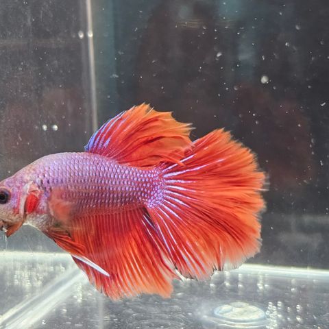 Kampfisk / Betta