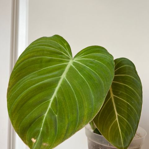 Philodendron Glorious plante