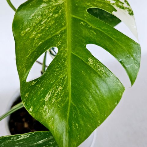 Monstera variegata hel plante