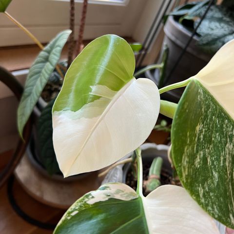 Monstera Variegata plante