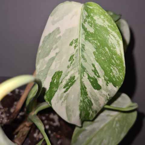 Monstera deliciosa albo variegata