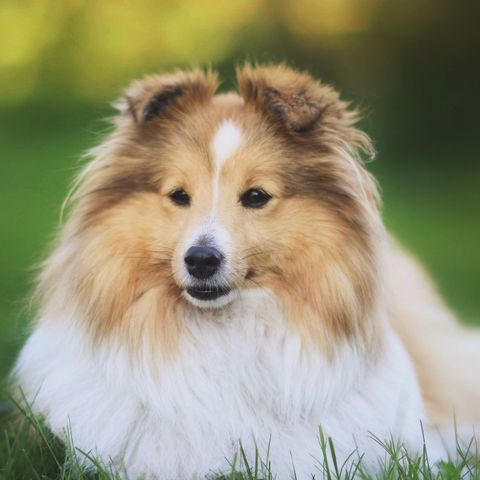 Shetland Sheepdog