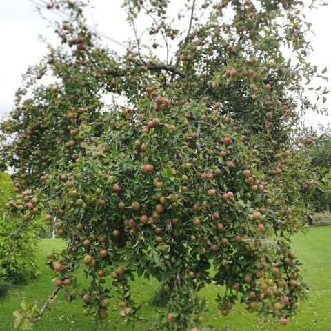 Gratis selvplukk av epler 🍏🍎