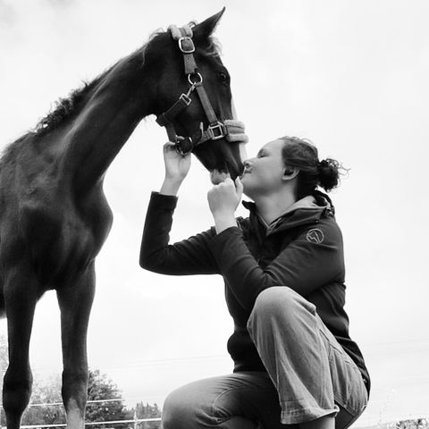 Lusitano/ amerikansk curly 2 åring for salg