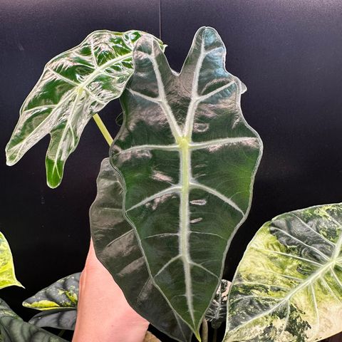 Alocasia Amazonica