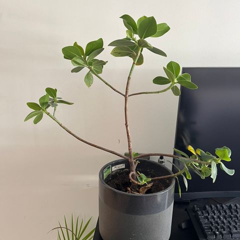 Plante med potteskjuler