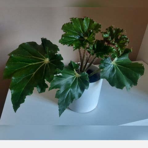 Stor Begonia. Selger hele planten. Planter.