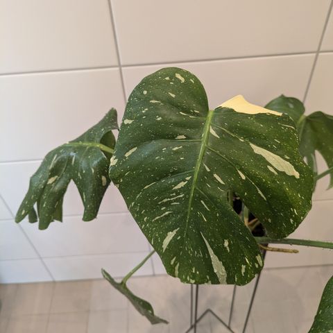 Monstera Thai