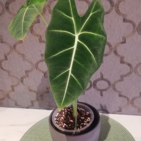 Alocasia Frydek