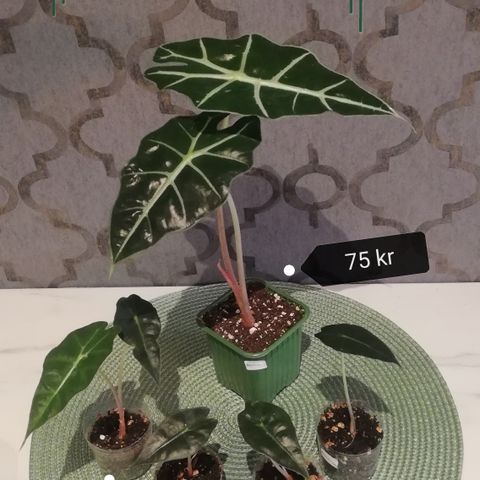 Alocasia Amazonica