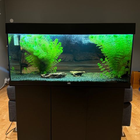 Juwel Rio 180l akvarium m pleco og masse stæsj