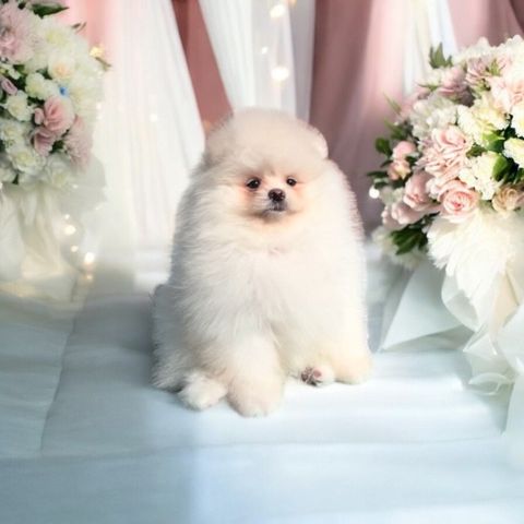 NKK registrerte pomeranian valper