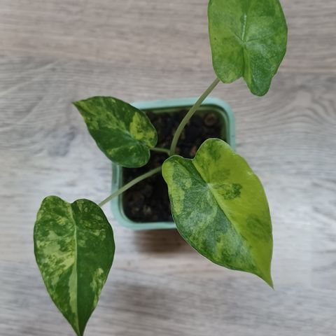 Alocasia odora batik aurea variegata