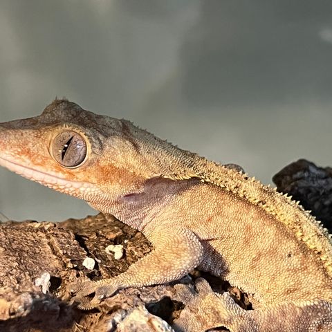 Kranset gekko/crested gecko med terarrie