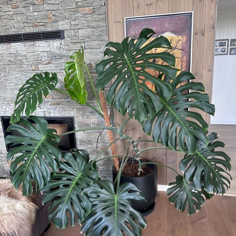 Stor monstera