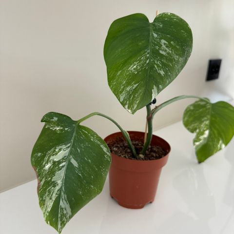 Monstera variegata