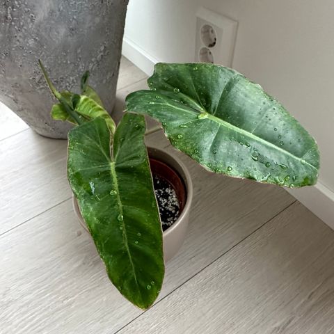 Philodendron atabapoense