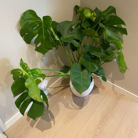 Monstera