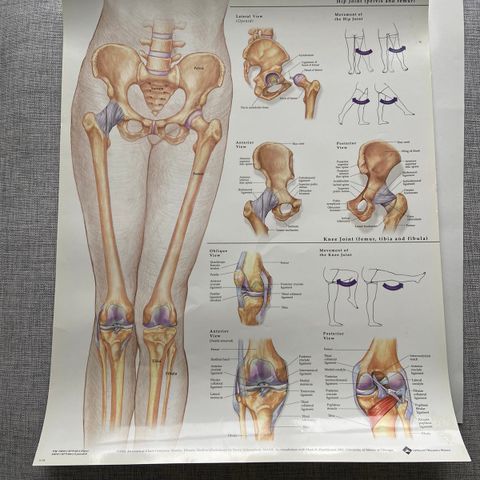 Anatomisk plansje hofte/kne