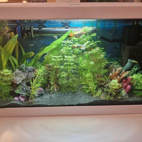 Akvarium Aqua 20 Ciano