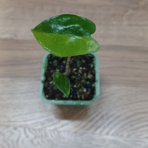 Alocasia zebrina variegert, green on green