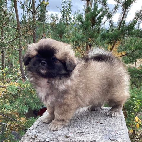 Tibetansk spaniel valper