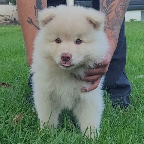 Finsk Lapphund hanvalper