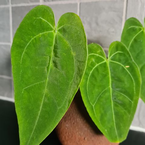 Anthurium papillaminium × rare